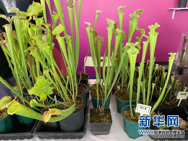 丹灶复印机出租食虫植物可为民众带来优质生活环境